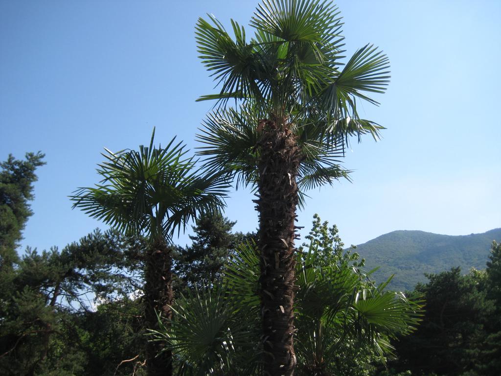 Villa Margherita Lake Maggiore ภายนอก รูปภาพ